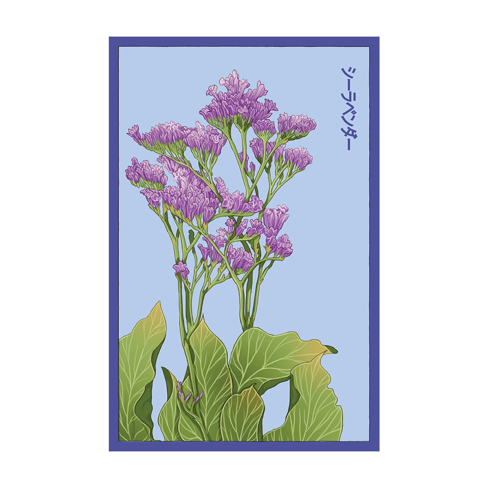Sea Lavender Flower Seeds Packet - Chive UK Wholesale