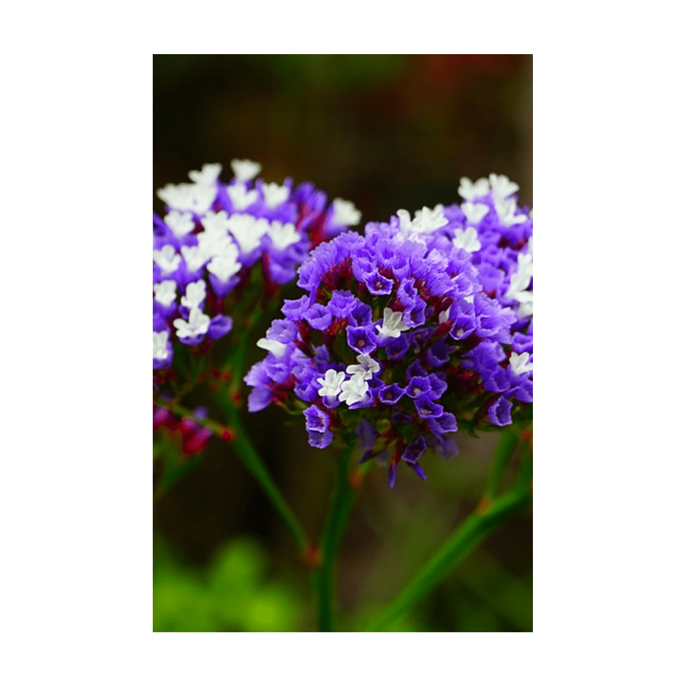 Sea Lavender Flower Seeds Packet - Chive UK Wholesale