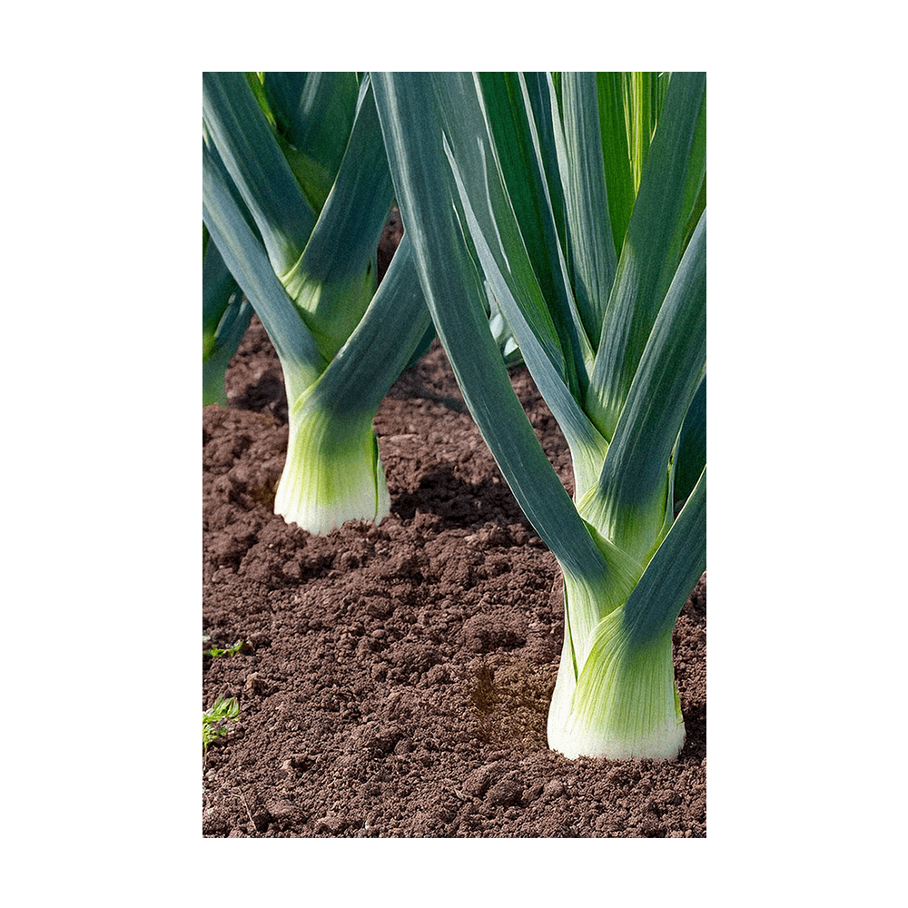 Leek Vegetable Seeds Packet - Chive UK Wholesale