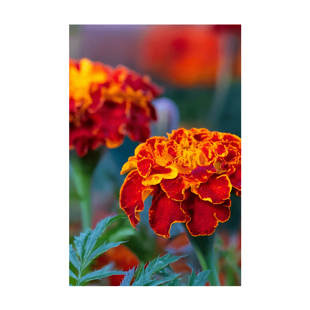 French Marigold Flower Seeds Packet - Chive UK Wholesale