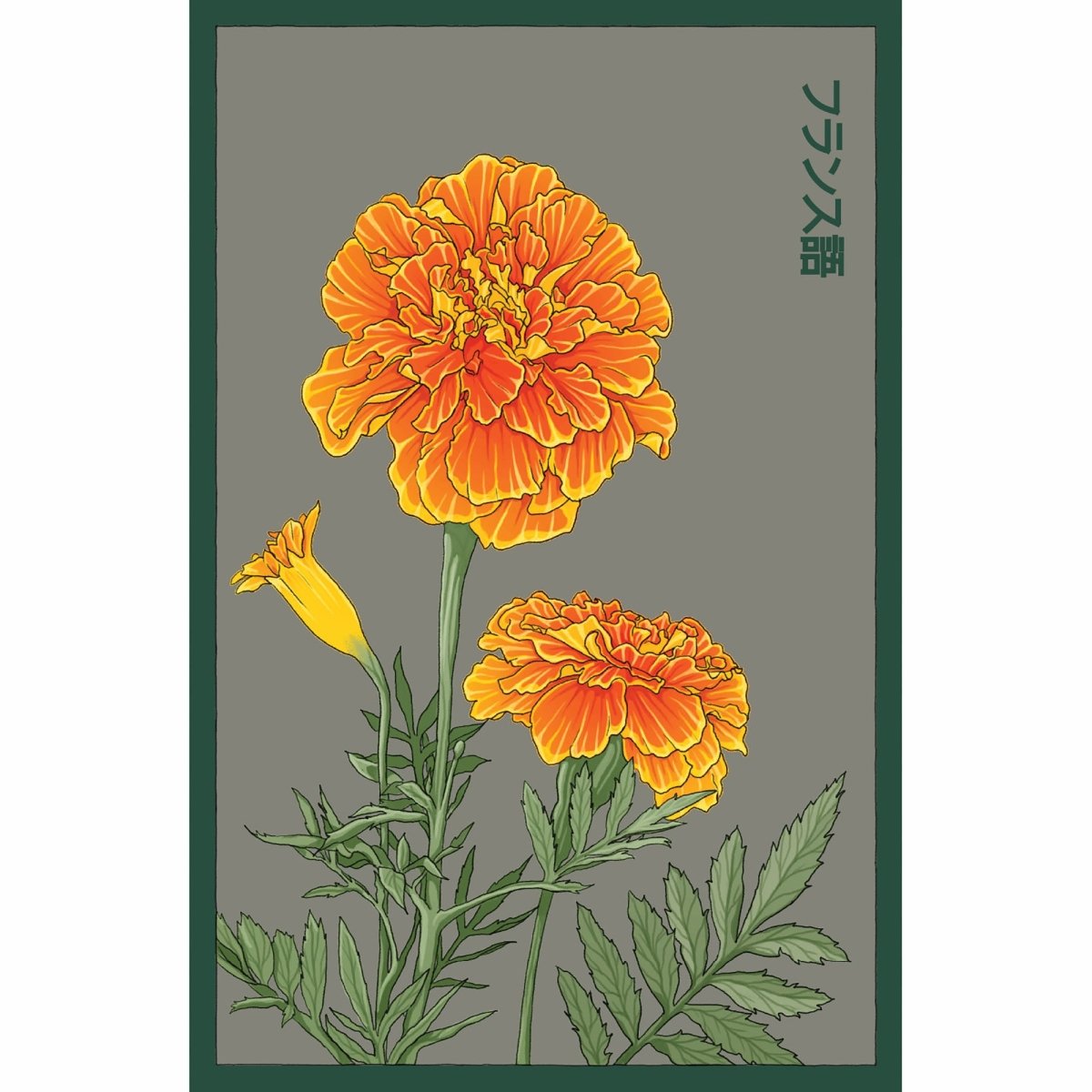 French Marigold Flower Seeds Packet - Chive UK Wholesale