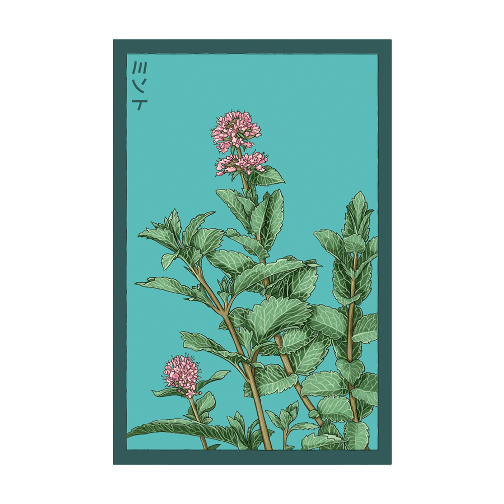 Mint Herb Seeds Packet - Chive UK Wholesale