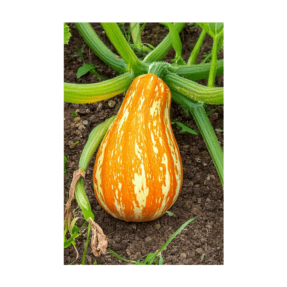 Funky Squash Seeds Packet - Chive UK Wholesale