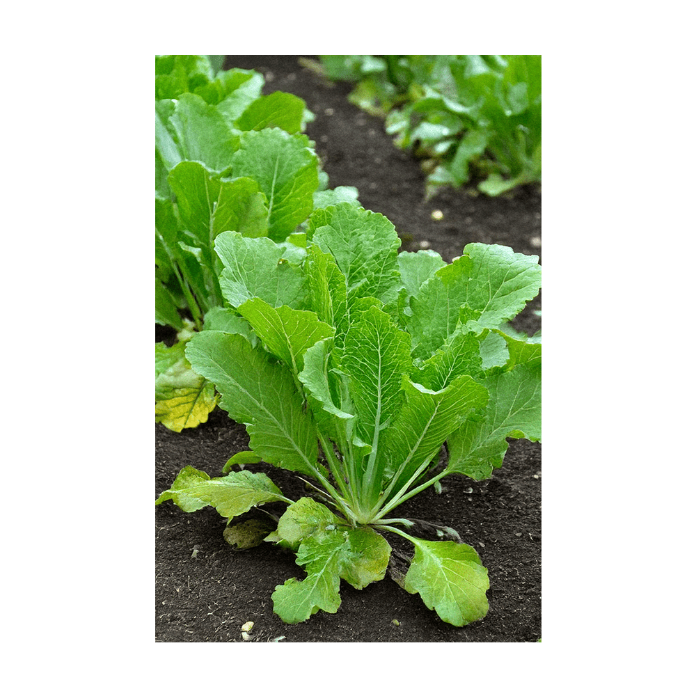 Mustard Greens Vegetable Seeds Packet - Chive UK Wholesale