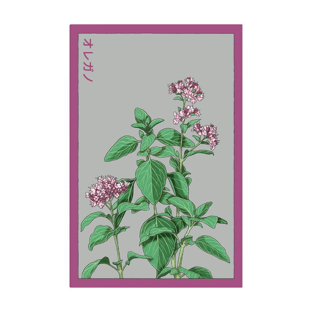 Oregano Herb Seeds Packet - Chive UK Wholesale