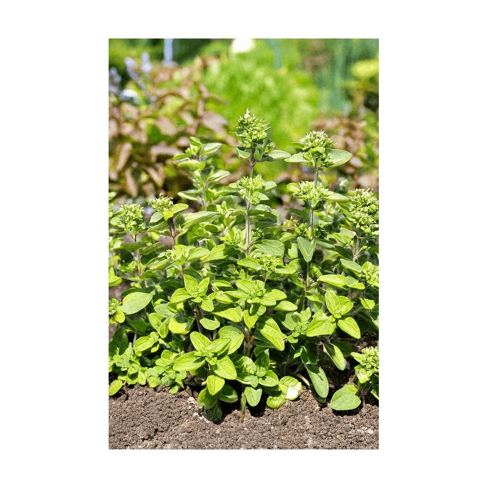 Oregano Herb Seeds Packet - Chive UK Wholesale