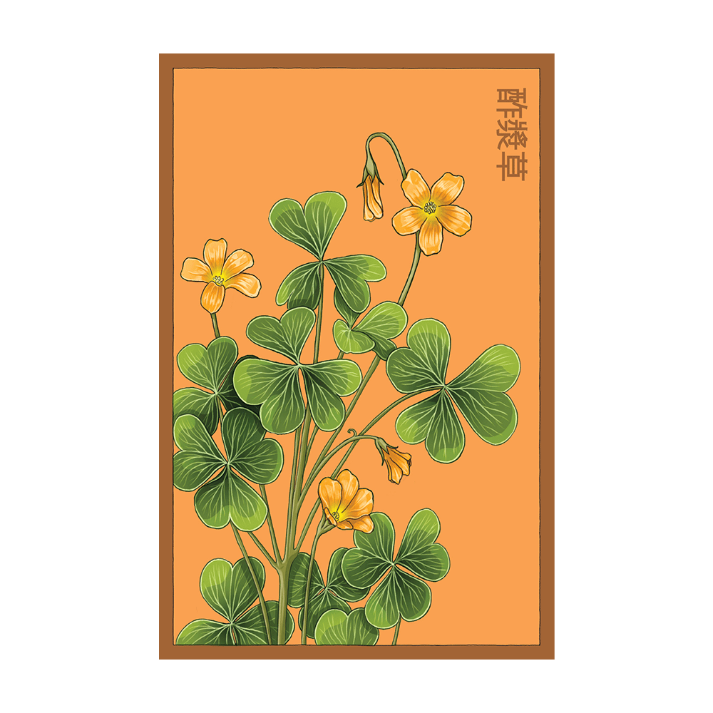 Oxalis Flower Seeds Packet - Chive UK Wholesale