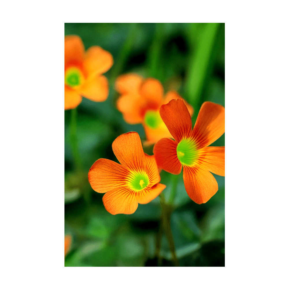 Oxalis Flower Seeds Packet - Chive UK Wholesale