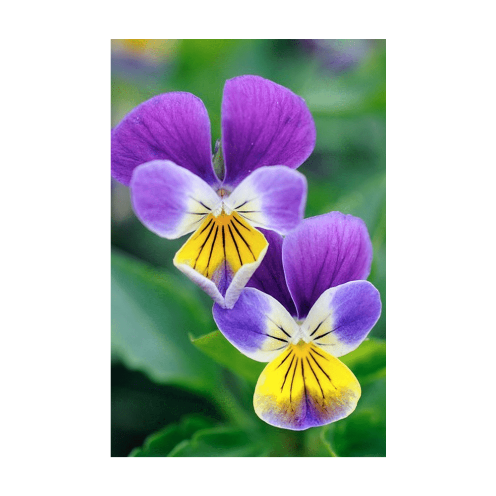 Pansy Flower Seeds Packet - Chive UK Wholesale