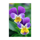 Pansy Flower Seeds Packet - Chive UK Wholesale