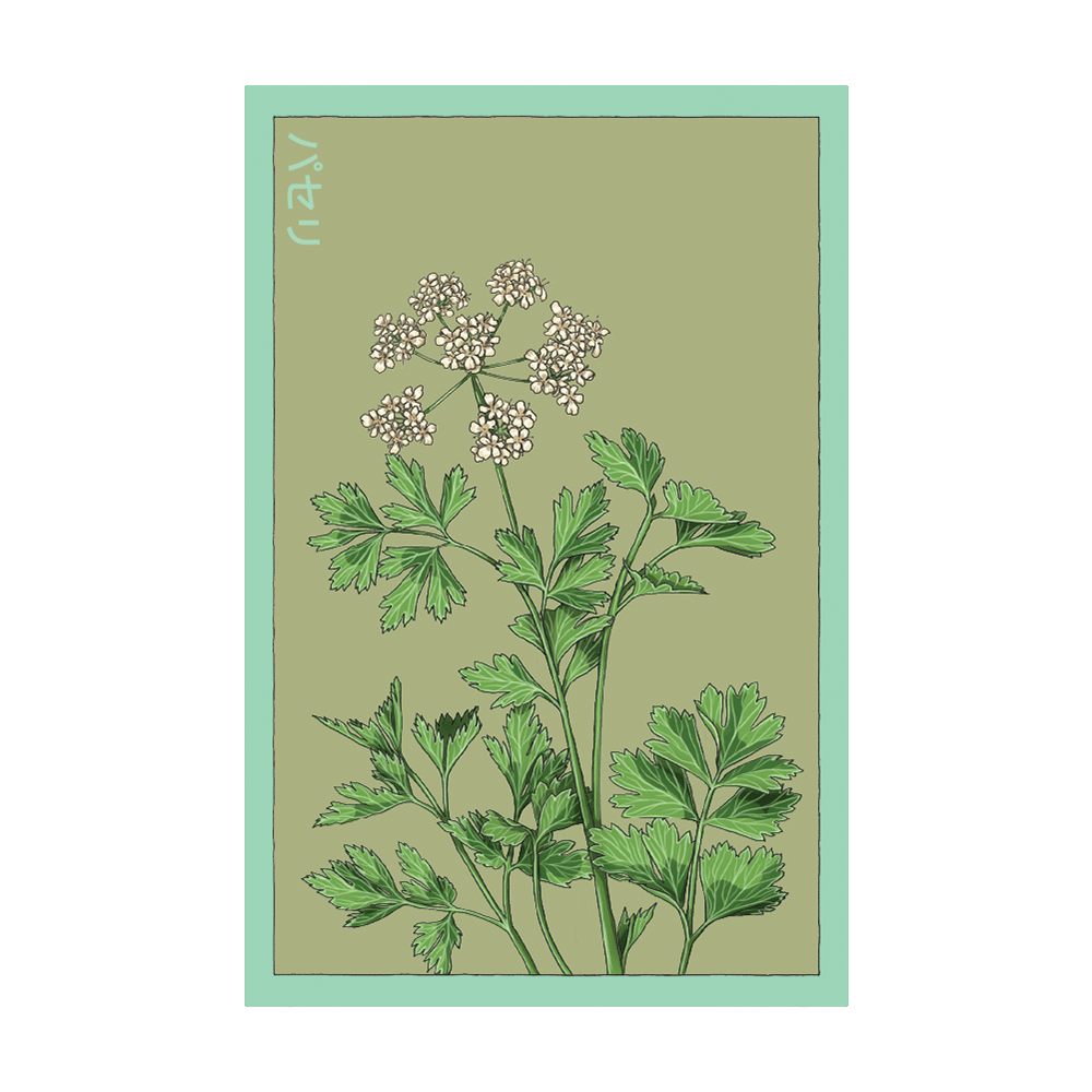 Parsley Herb Seeds Packet - Chive UK Wholesale