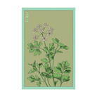 Parsley Herb Seeds Packet - Chive UK Wholesale