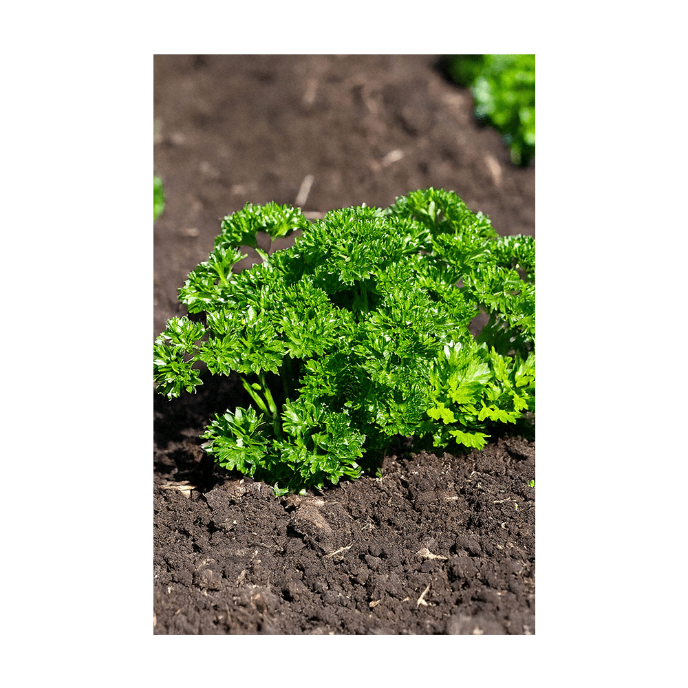 Parsley Herb Seeds Packet - Chive UK Wholesale