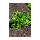 Parsley Herb Seeds Packet - Chive UK Wholesale