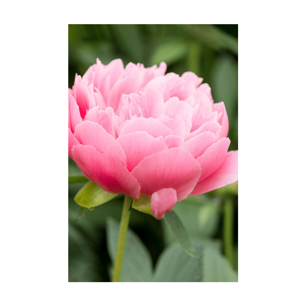 Peony Flower Seeds Packet - Chive UK Wholesale