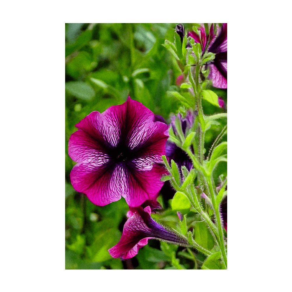 Trailing Petunia Flower Seeds Packet - Chive UK Wholesale