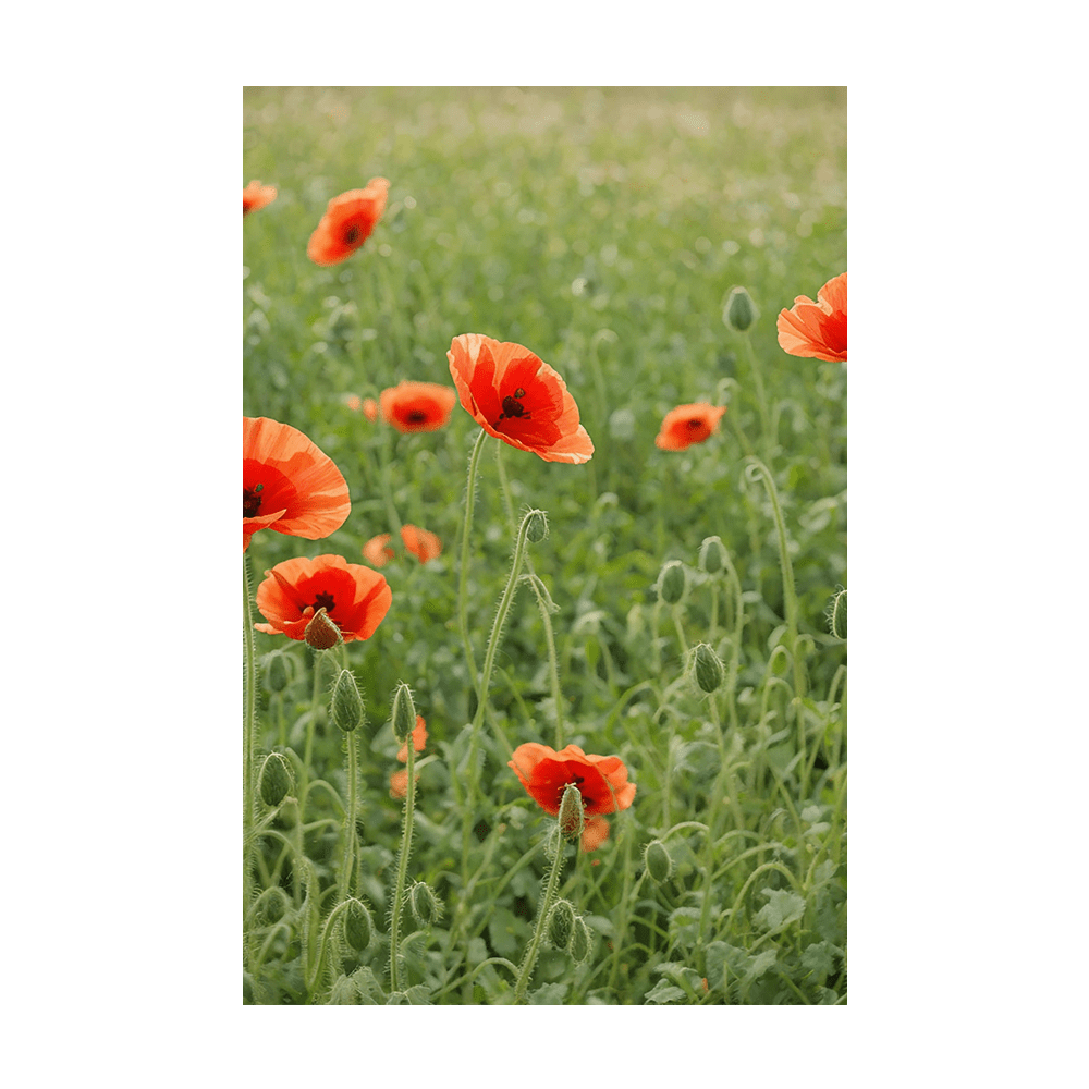 Corn Poppy Flower Seeds Packet - Chive UK Wholesale