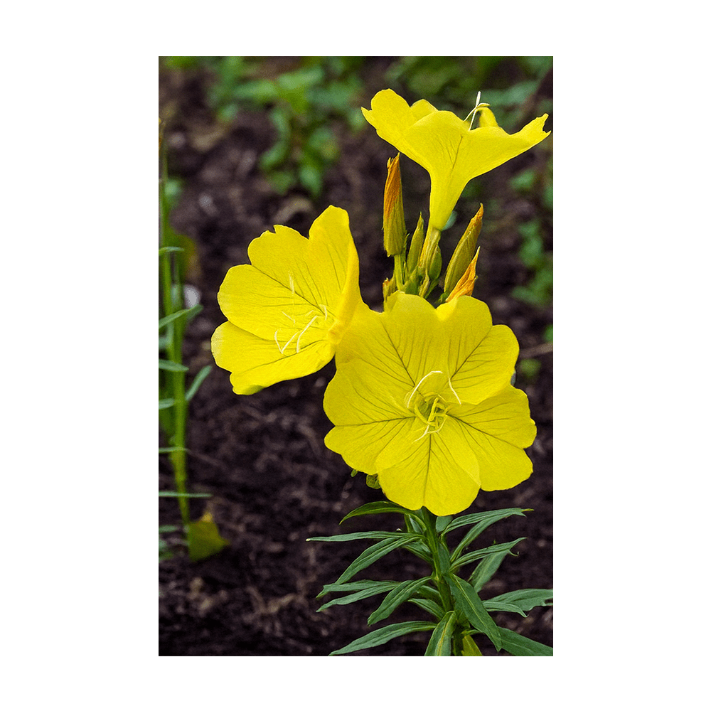 Evening Primrose Flower Seeds Packet - Chive UK Wholesale