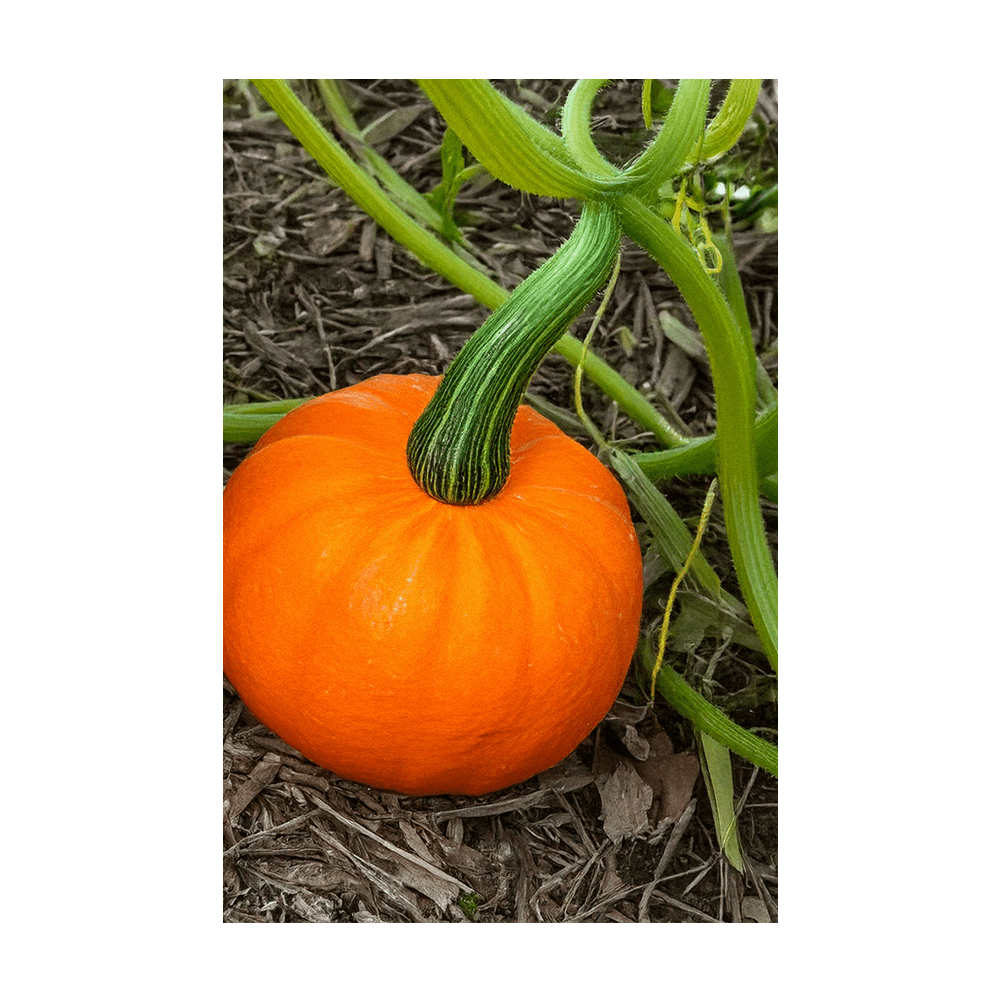Pumpkin Squash Vegetable Seeds Packet - Chive UK Wholesale