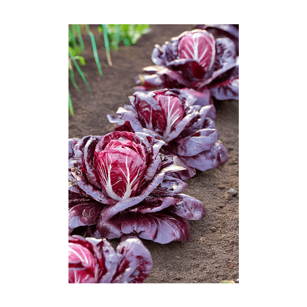 Radicchio Vegetable Seeds Packet - Chive UK Wholesale