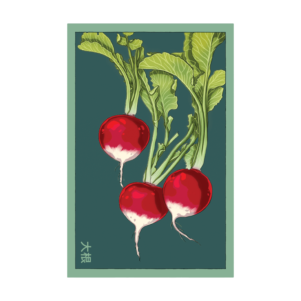 Radish Vegetable Seeds Packet - Chive UK Wholesale