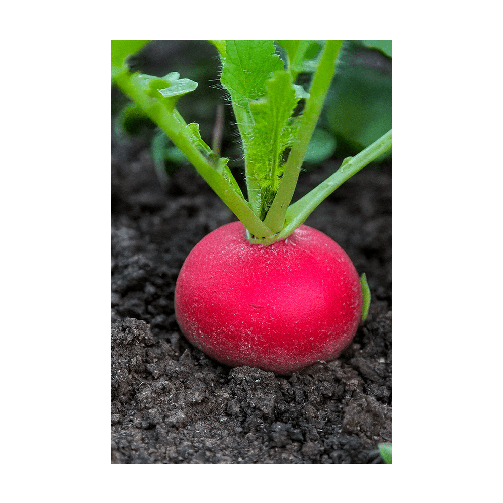 Radish Vegetable Seeds Packet - Chive UK Wholesale