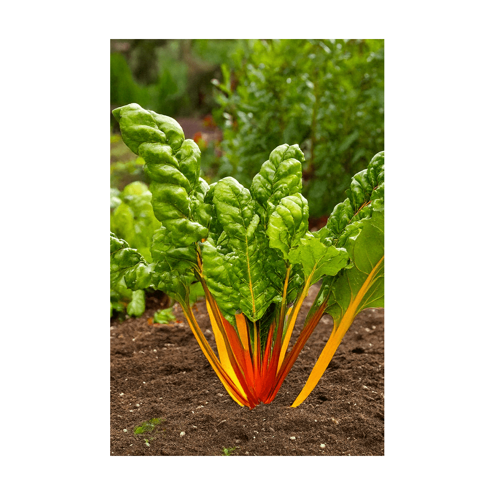 Rainbow Chard Vegetable Seeds Packet - Chive UK Wholesale