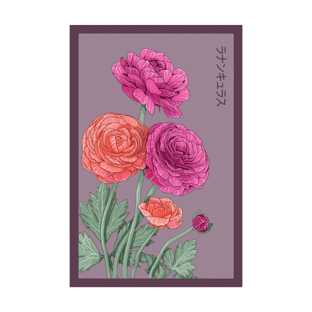 Ranunculus Flower Seeds Packet - Chive UK Wholesale