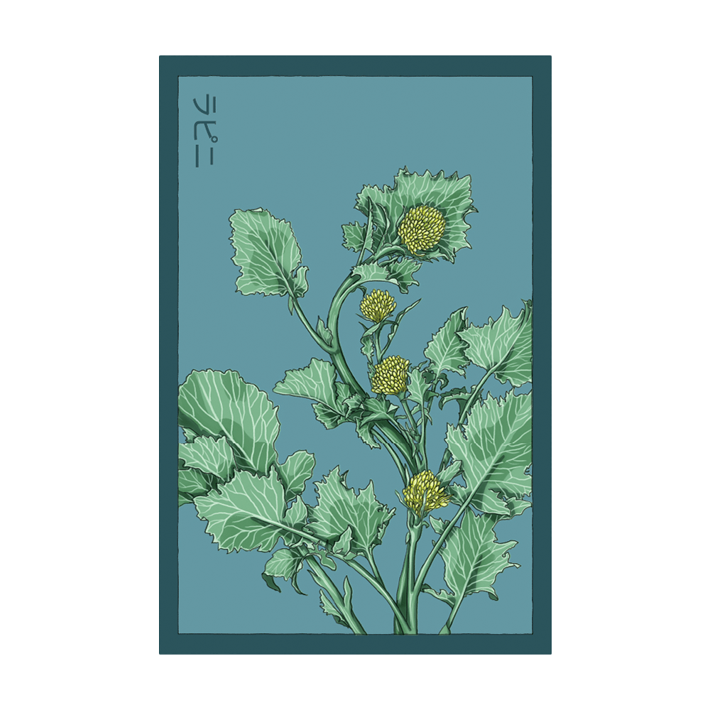 Rapini Vegetable Seeds Packet - Chive UK Wholesale