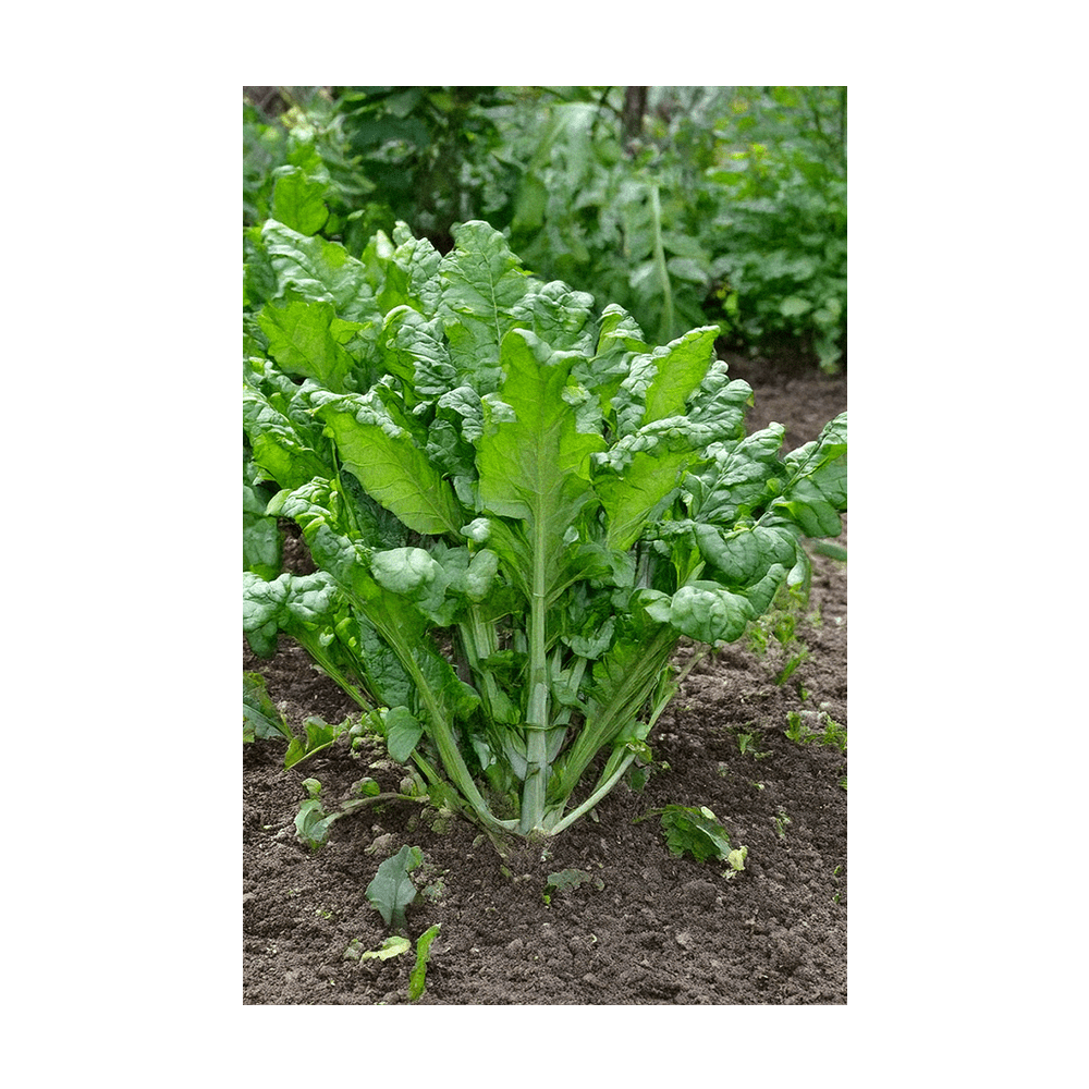 Rapini Vegetable Seeds Packet - Chive UK Wholesale