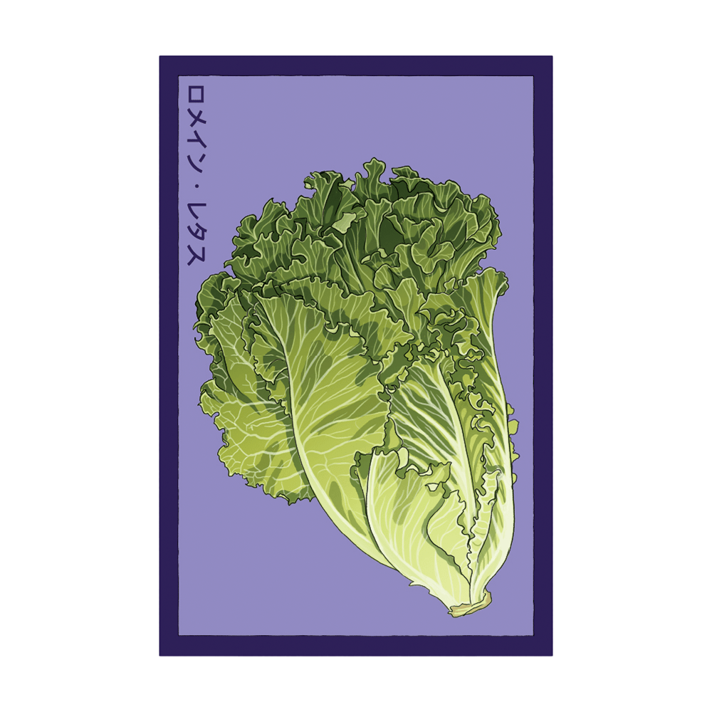 Romaine Lettuce Vegetable Seeds Packet - Chive UK Wholesale
