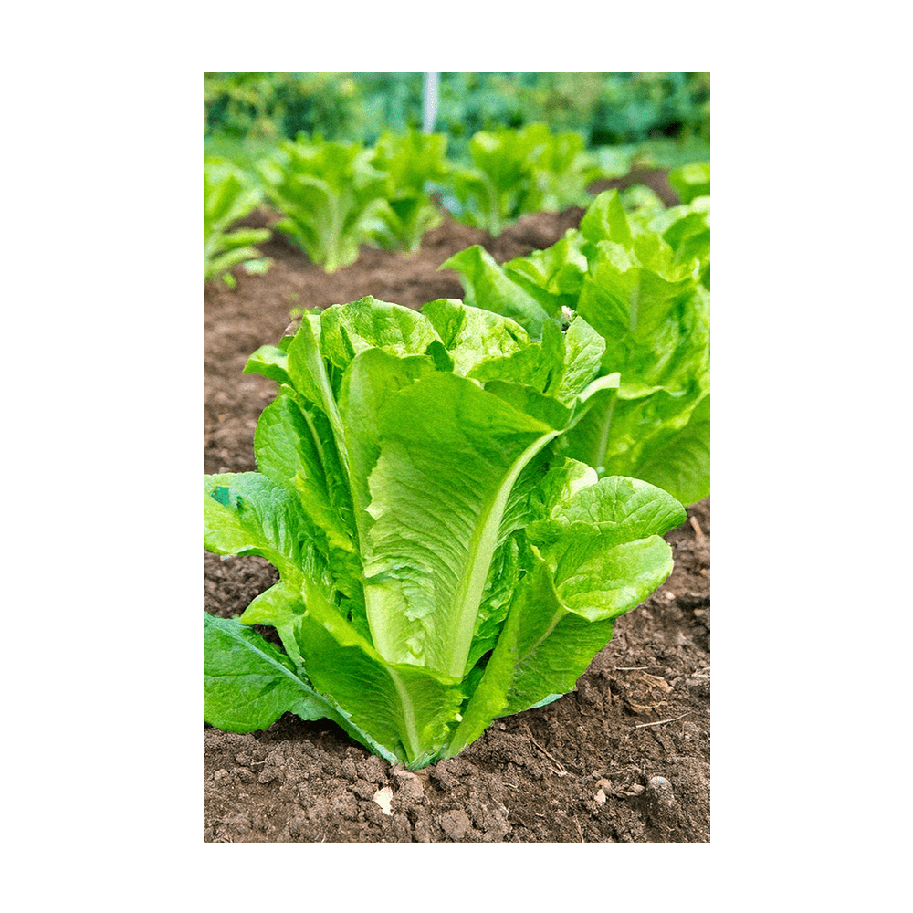Romaine Lettuce Vegetable Seeds Packet - Chive UK Wholesale