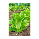 Romaine Lettuce Vegetable Seeds Packet - Chive UK Wholesale