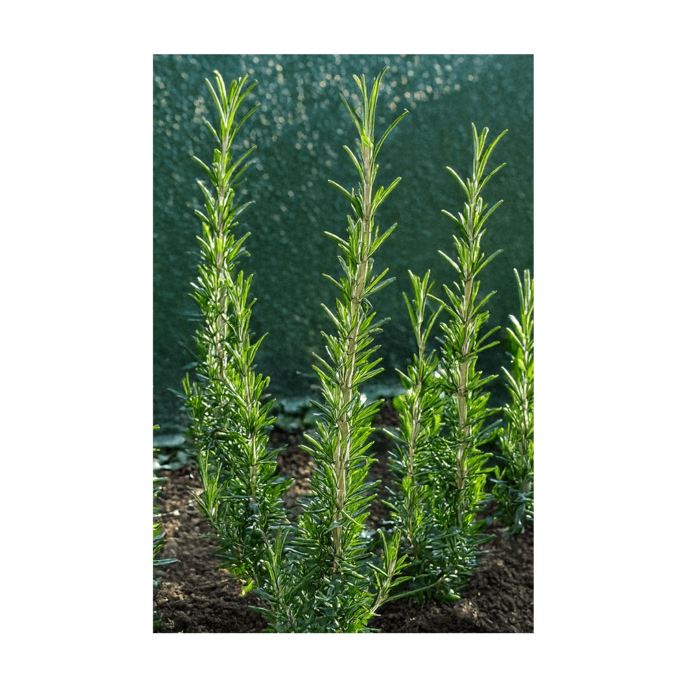 Rosemary Herb Seeds Packet - Chive UK Wholesale