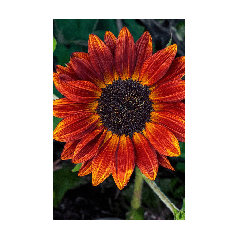 Red Sunflower Flower Seeds Packet - Chive UK Wholesale