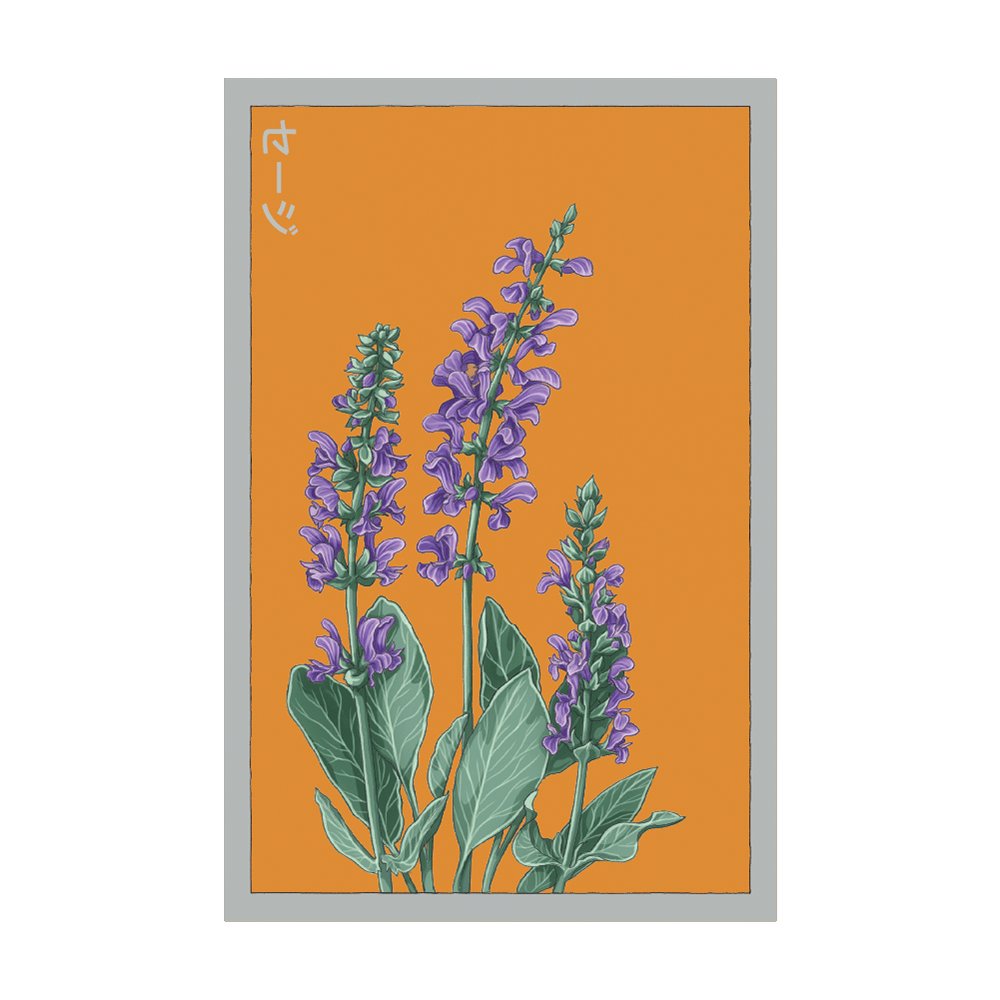 Sage Herb Seeds Packet - Chive UK Wholesale