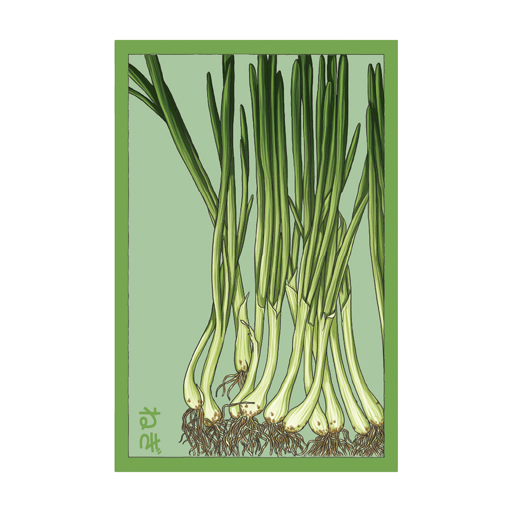 Scallions Vegetable Seeds Packet - Chive UK Wholesale