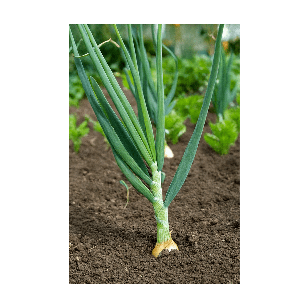 Scallions Vegetable Seeds Packet - Chive UK Wholesale