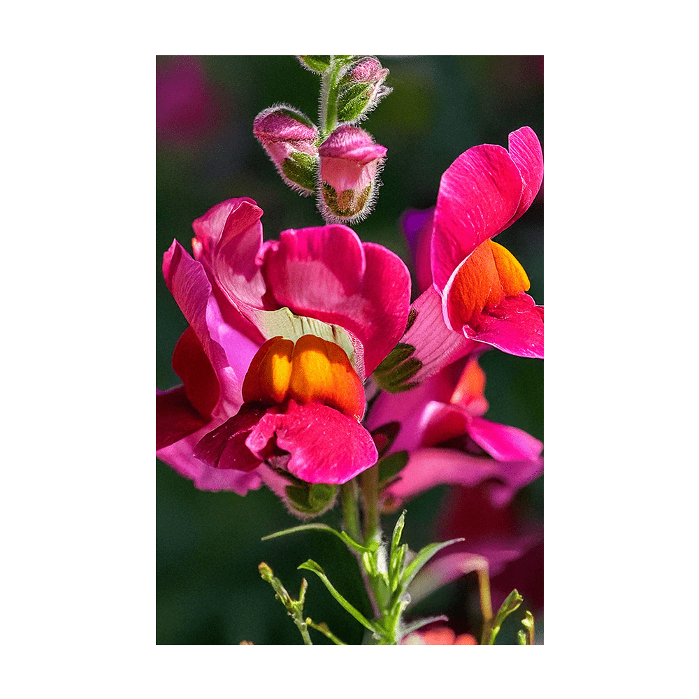 Snapdragon Flower Seeds Packet - Chive UK Wholesale