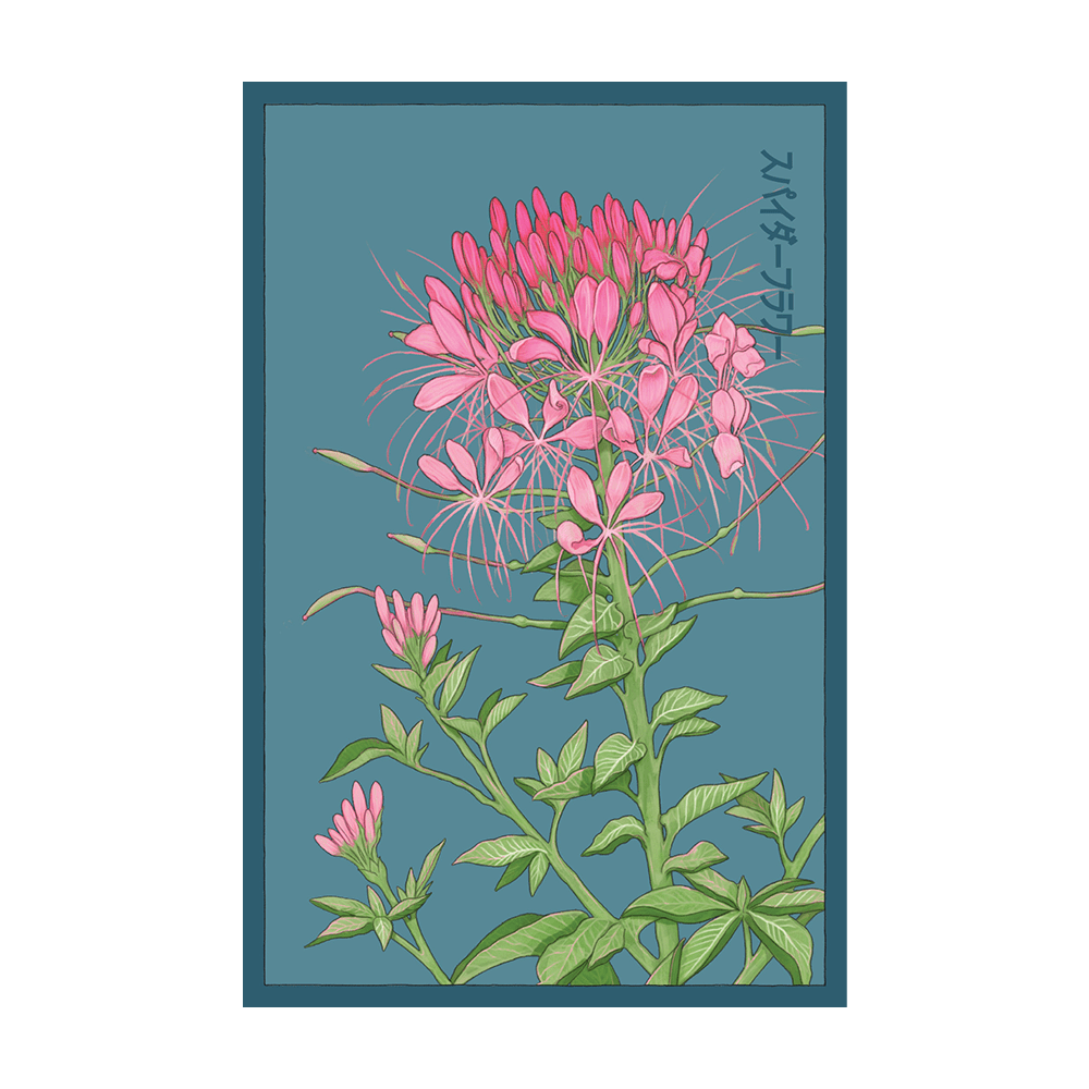 Spiderflower Flower Seeds Packet - Chive UK Wholesale