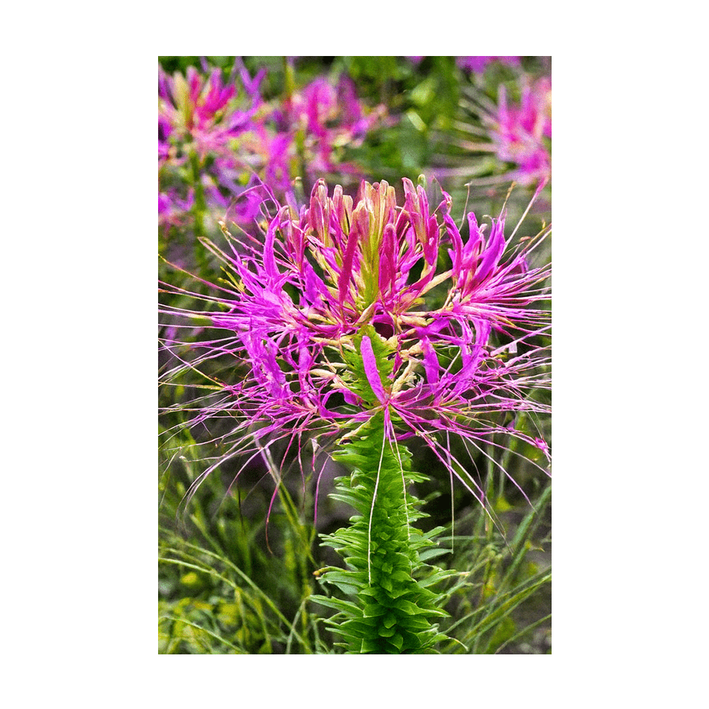 Spiderflower Flower Seeds Packet - Chive UK Wholesale