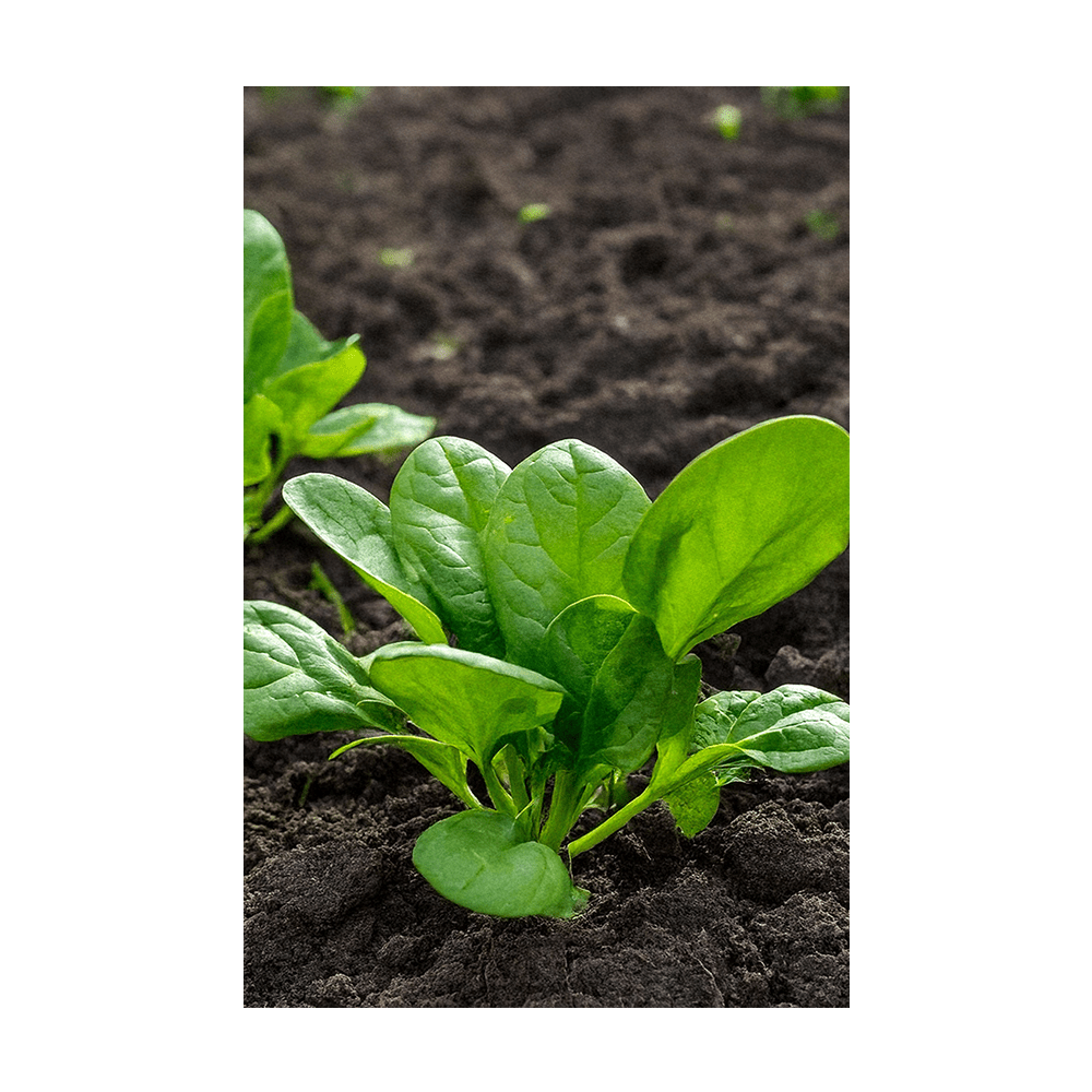 Spinach Vegetable Seeds Packet - Chive UK Wholesale