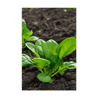 Spinach Vegetable Seeds Packet - Chive UK Wholesale