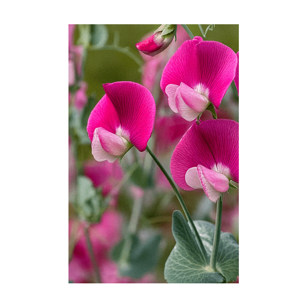 Sweet Pea Flower Seeds Packet - Chive UK Wholesale
