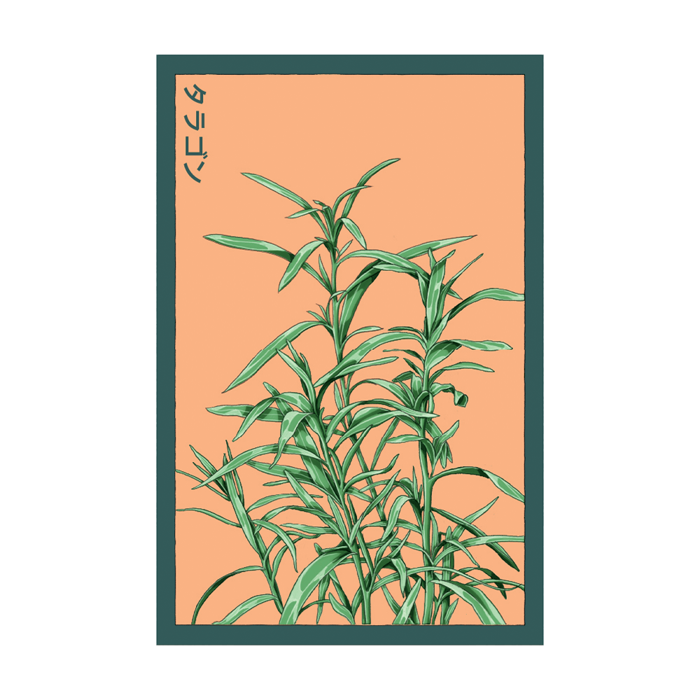 Tarragon Herb Seeds Packet - Chive UK Wholesale