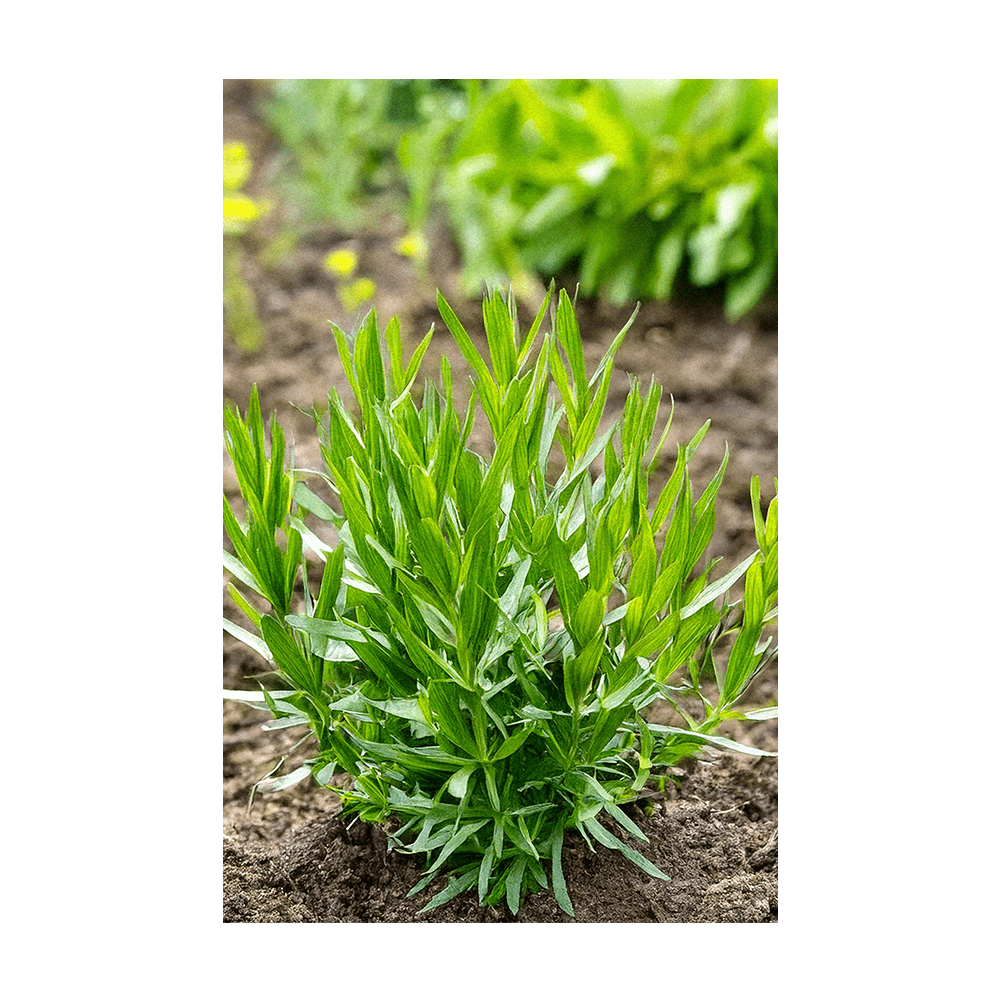 Tarragon Herb Seeds Packet - Chive UK Wholesale