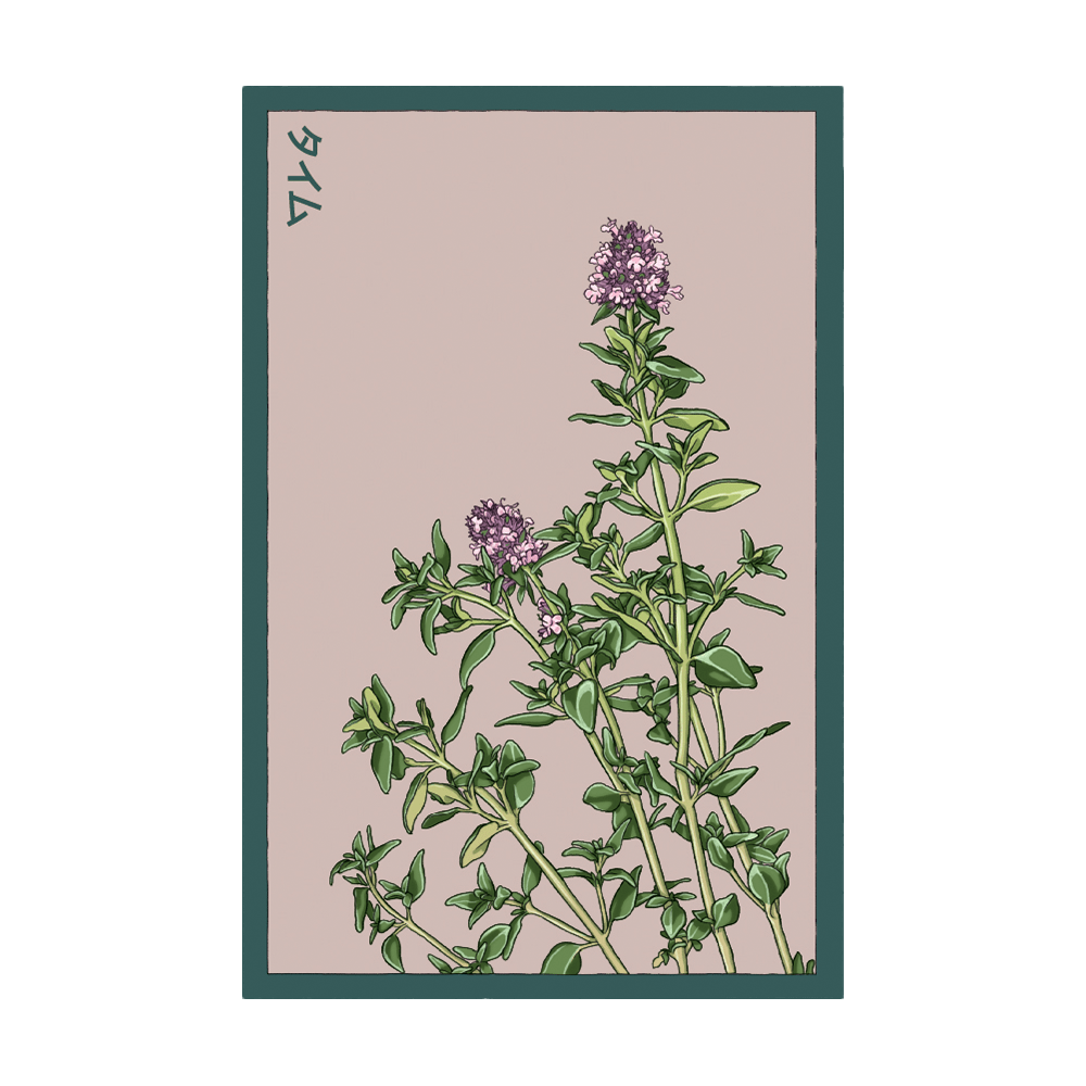 Thyme Herb Seeds Packet - Chive UK Wholesale