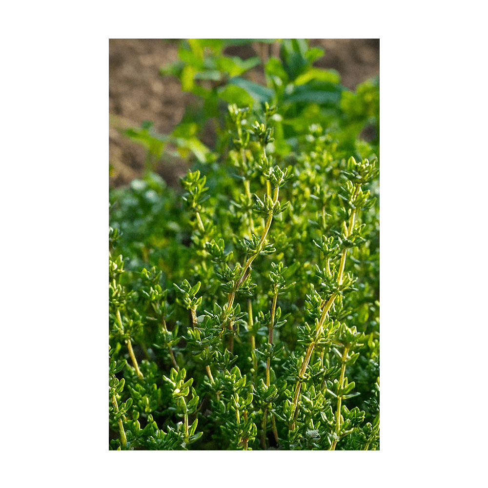 Thyme Herb Seeds Packet - Chive UK Wholesale