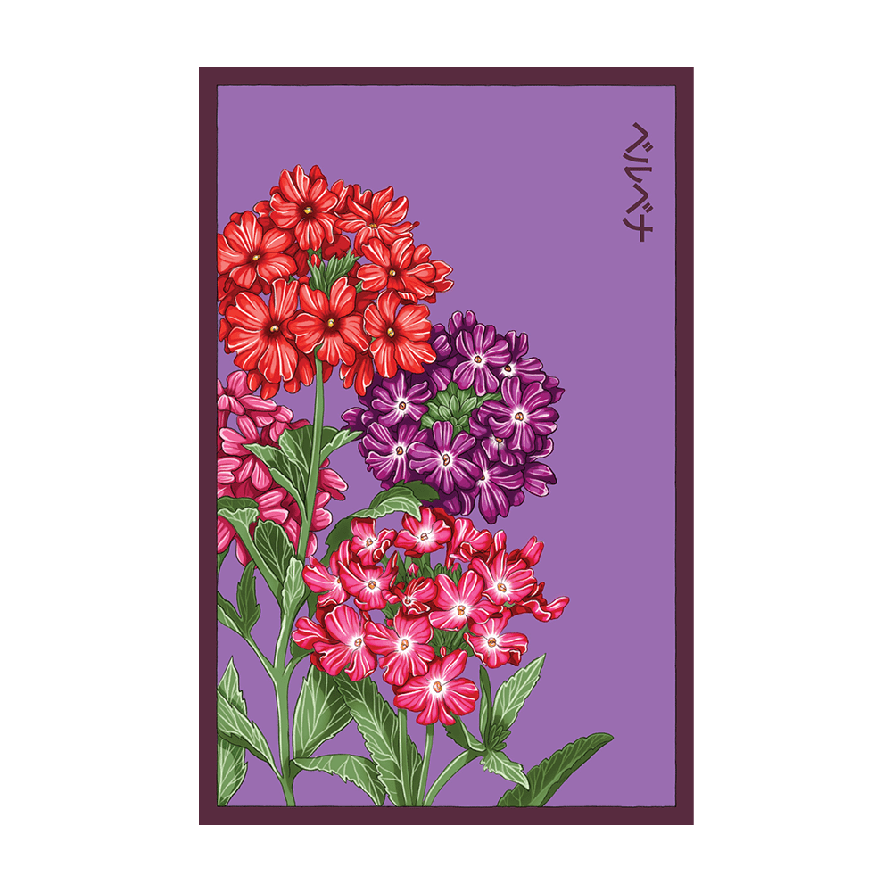 Verbena Flower Seeds Packet - Chive UK Wholesale