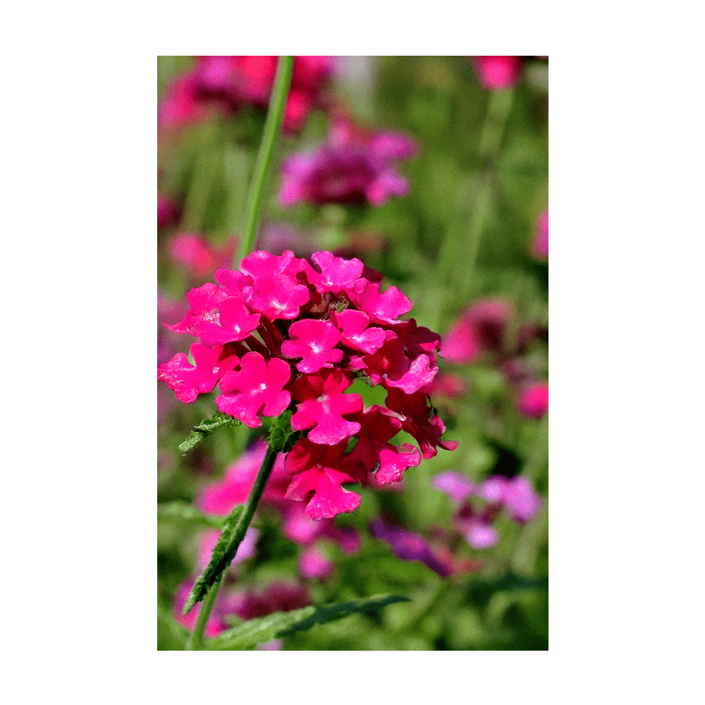 Verbena Flower Seeds Packet - Chive UK Wholesale